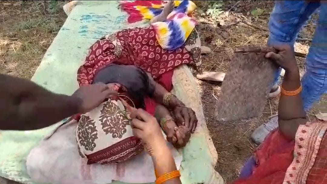 Tiger attacks woman grazing cattle, hospitalization continues, treatment underway