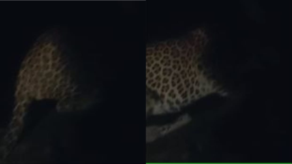 Ambala: Leopard picked up child in its jaws, panic spread