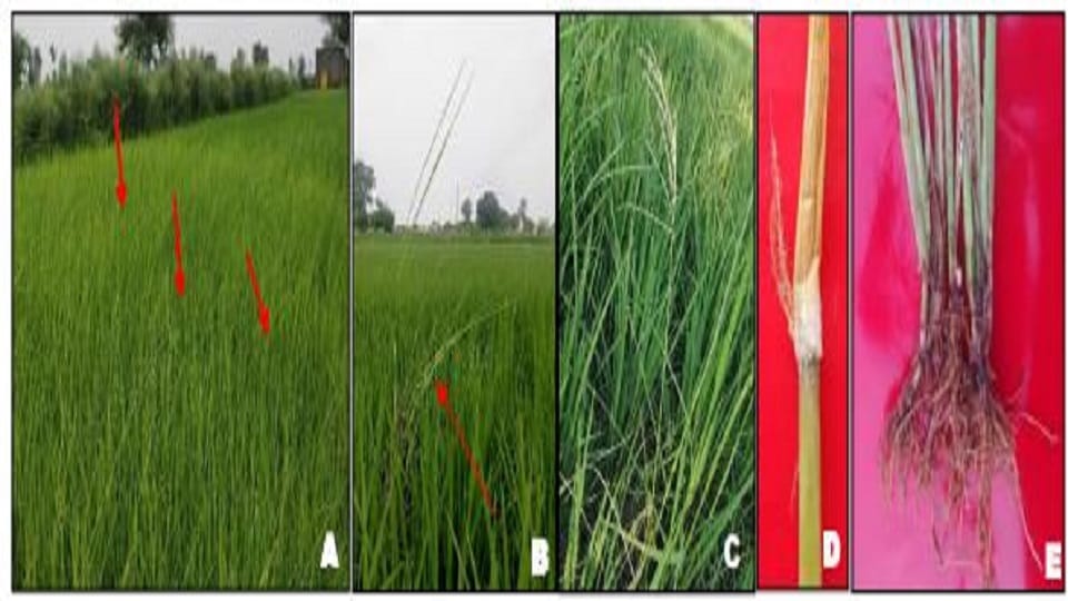 Bakani disease is making Basmati sick in UP