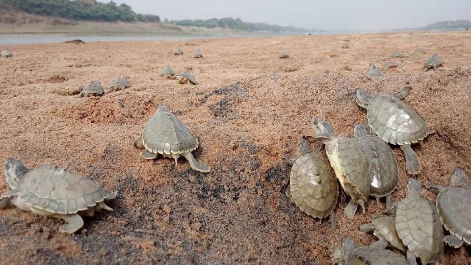 2237 babies of rare Sal and Dhor species of turtles have joined Chambal family in Agra