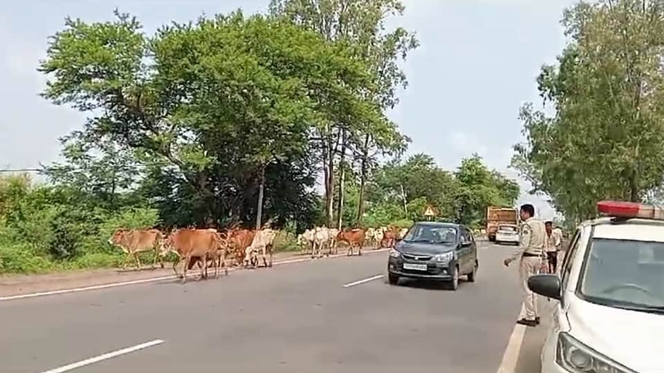 मवेशियों को सड़क से भगाने का काम कर रहें जवान