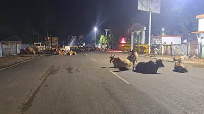 UDD written to DM, UPIDA and NHAI officials said to ensure stray animals are not seen on highways