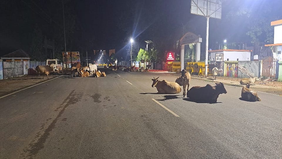 सड़क पर डेरा जमाकर बैठे आवारा पशु