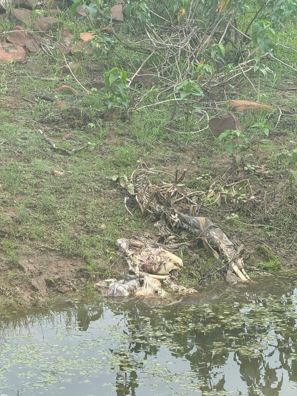 Another tiger dies in Tiger State, accused of shooting and hunting, skeleton found on the banks of the river