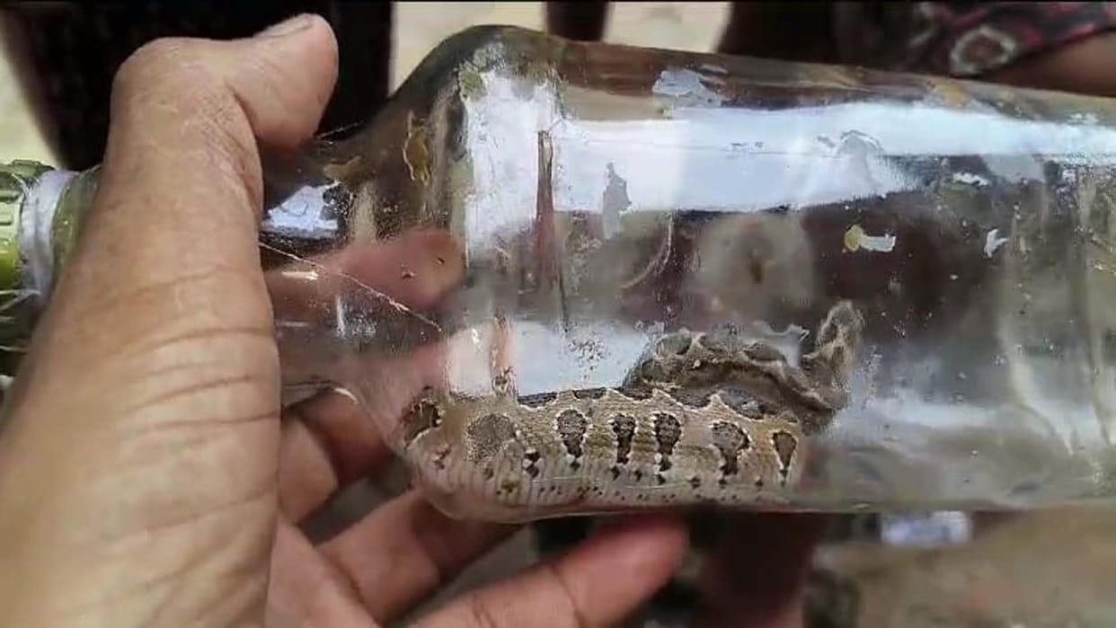 Hardoi: snake bit a girl in the field