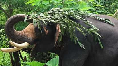 Elephant killed villager in Dugadda range of Lansdowne forest division Kotdwar Pauri Garhwal Uttarakhand news