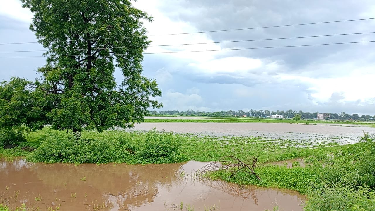 मुख्य नहर से बरसात के पानी की निकासी पूर्ण तरीके से नहीं होने के कारण हजारों हेक्टेयर की फसले जलमग्न