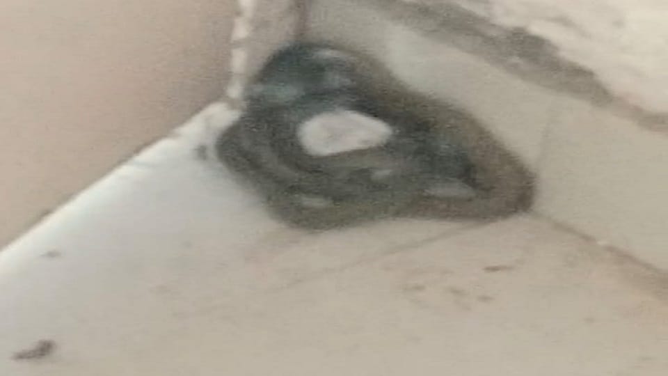 A snake was found in the court dock in Greater Noida