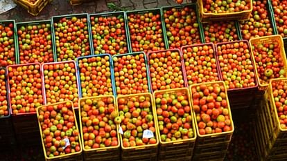 Hybrid varieties of tomatoes developed by ICAR raise hopes of stability in market