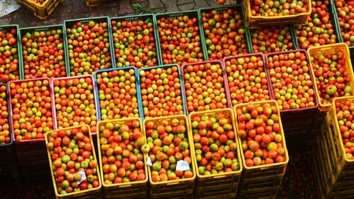 crate of Himsona tomato from Solan district was sold for Rs 1400 On Monday