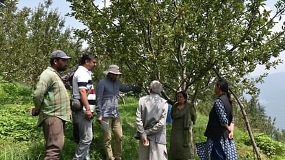 Himachal Apple Alternaria disease affects up to 95% of the plants gardeners are worried