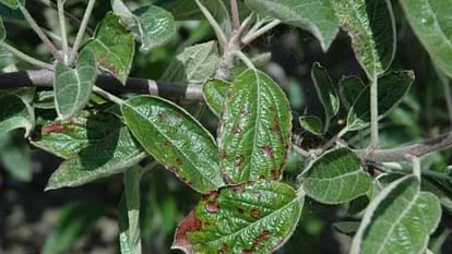 HP Horticulture Department has issued an advisory to save the apple crop from Alternaria disease