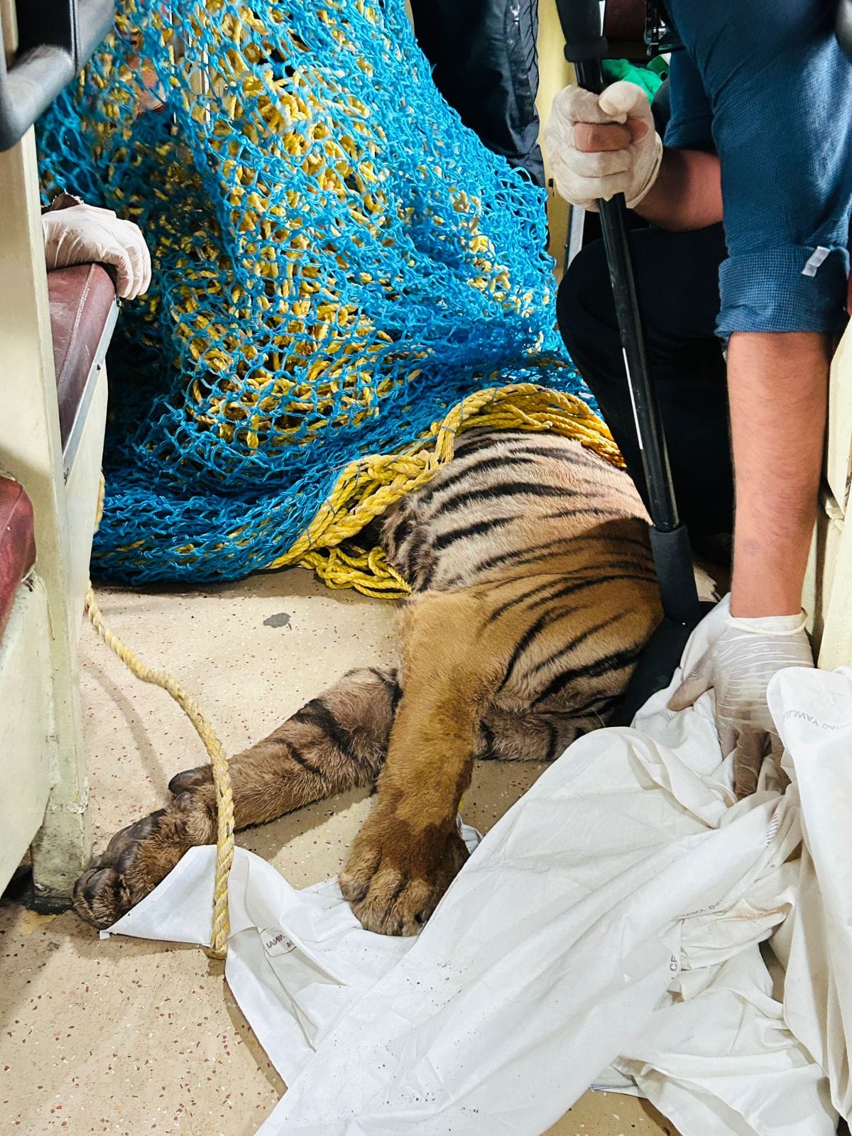 MP News: 'Tiger Rescue Special Train' run for the first time for the cubs, both the cubs will be treated in B
