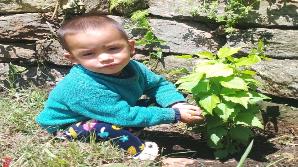 Uttarakhand News: Harela festival in Pithoragarh