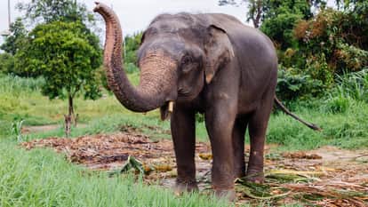 Jharkhand Elephant Deaths: Shrinking Forests and Human Interference Threaten State Animal’s Survival