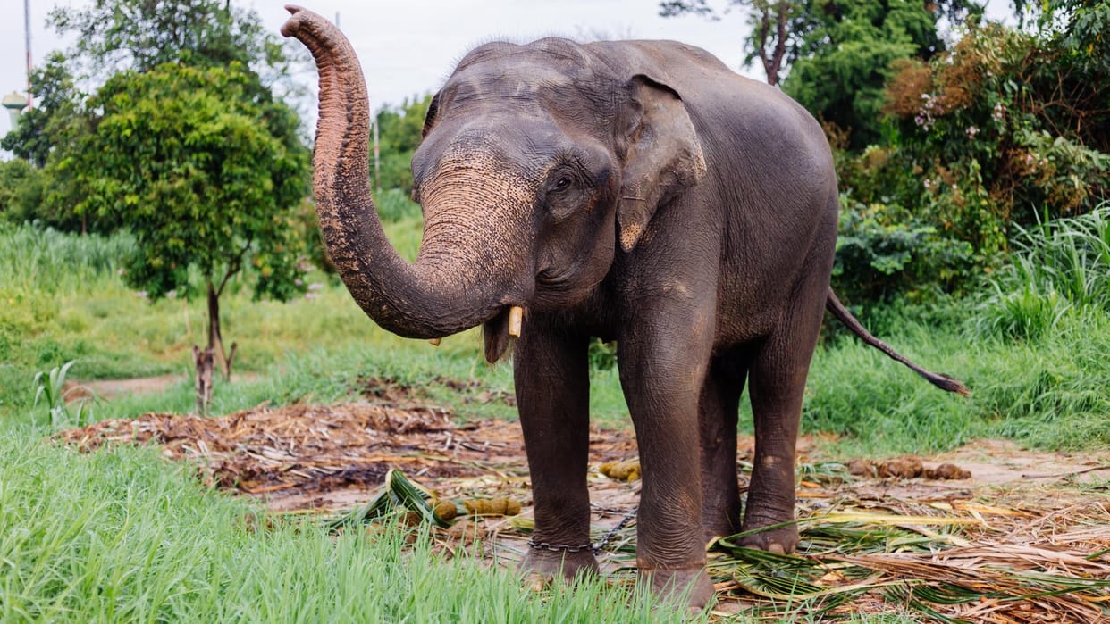 Jharkhand Elephant Deaths: Shrinking Forests and Human Interference Threaten State Animal’s Survival