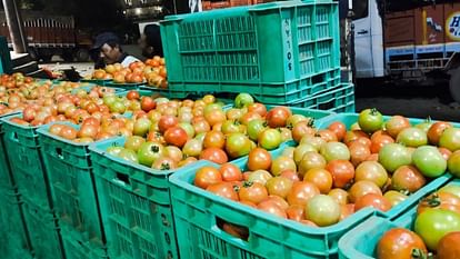 Tomato prices continue to rise Himsona crate sold for record Rs 1,651