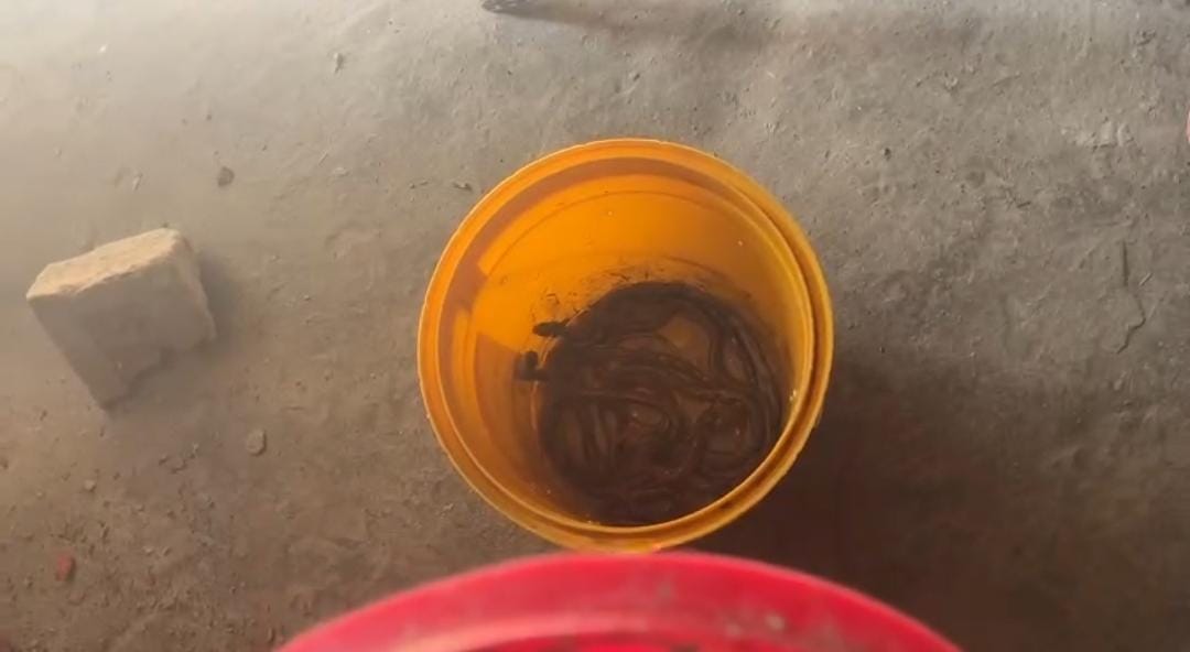 16 snakes of Indian Cobra species found in Muzaffarpur