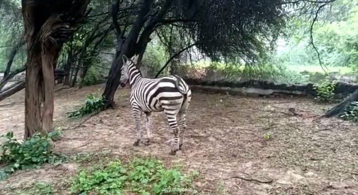 Aishwarya only female zebra in zoo is no more, she could not get up again after suddenly falling in enclosure