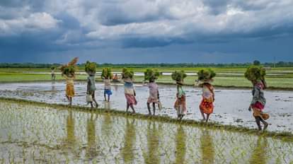 किसाना प्रतीकात्मक