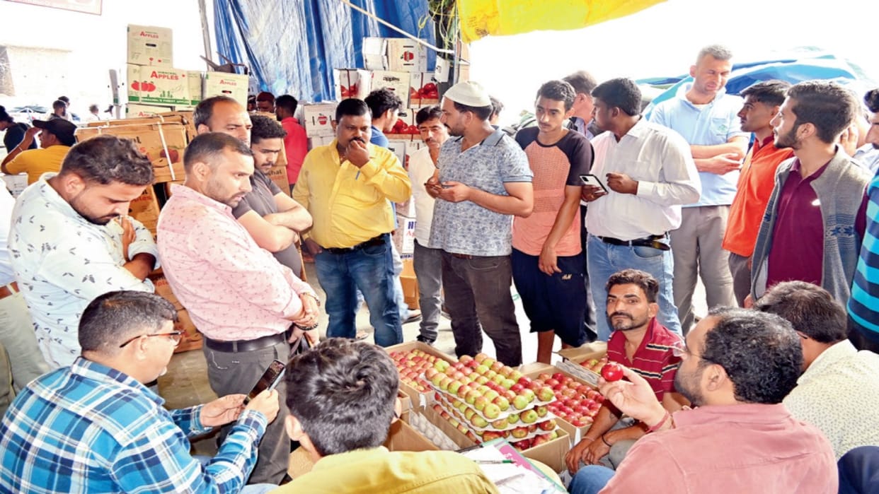 Spur apple arrives in Bhattakufar fruit market, half box sold for Rs 1,550