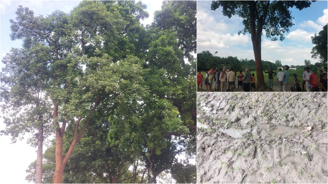 Bihar News: Rain falling from a tree in Gopalganj, crowds of people are gathering to see rain for last 5 days