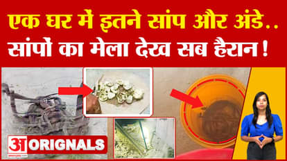 16 Indian Cobra Snakes found in Muzaffarpur bihar latest news