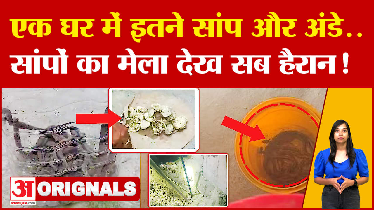 घर में इतने सांप और अंडे.. सांपों का मेला देख सब हैरान! 16 Indian Cobra Snakes found in Muzaffarpur