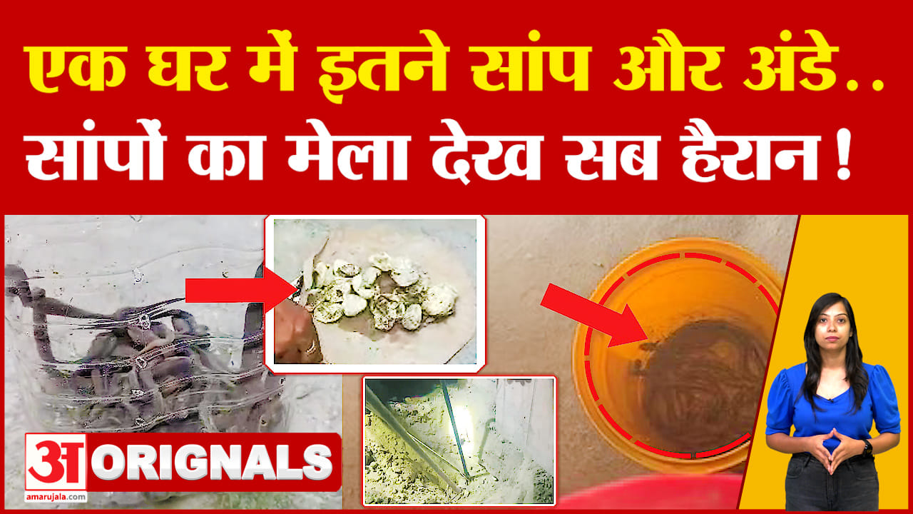 घर में इतने सांप और अंडे.. सांपों का मेला देख सब हैरान! 16 Indian Cobra Snakes found in Muzaffarpur