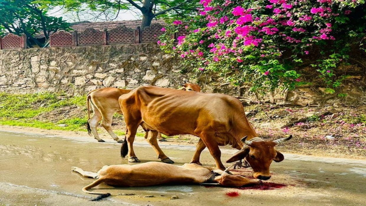 Ajmer News: A collision with a dumper took the life of a voiceless, the mother became unconscious