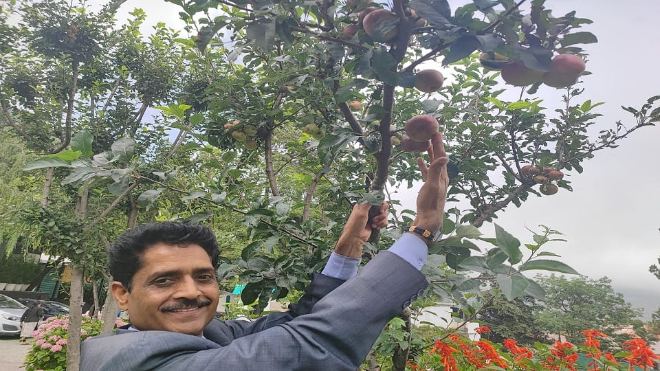 American apple production in Nainital Uttarakhand