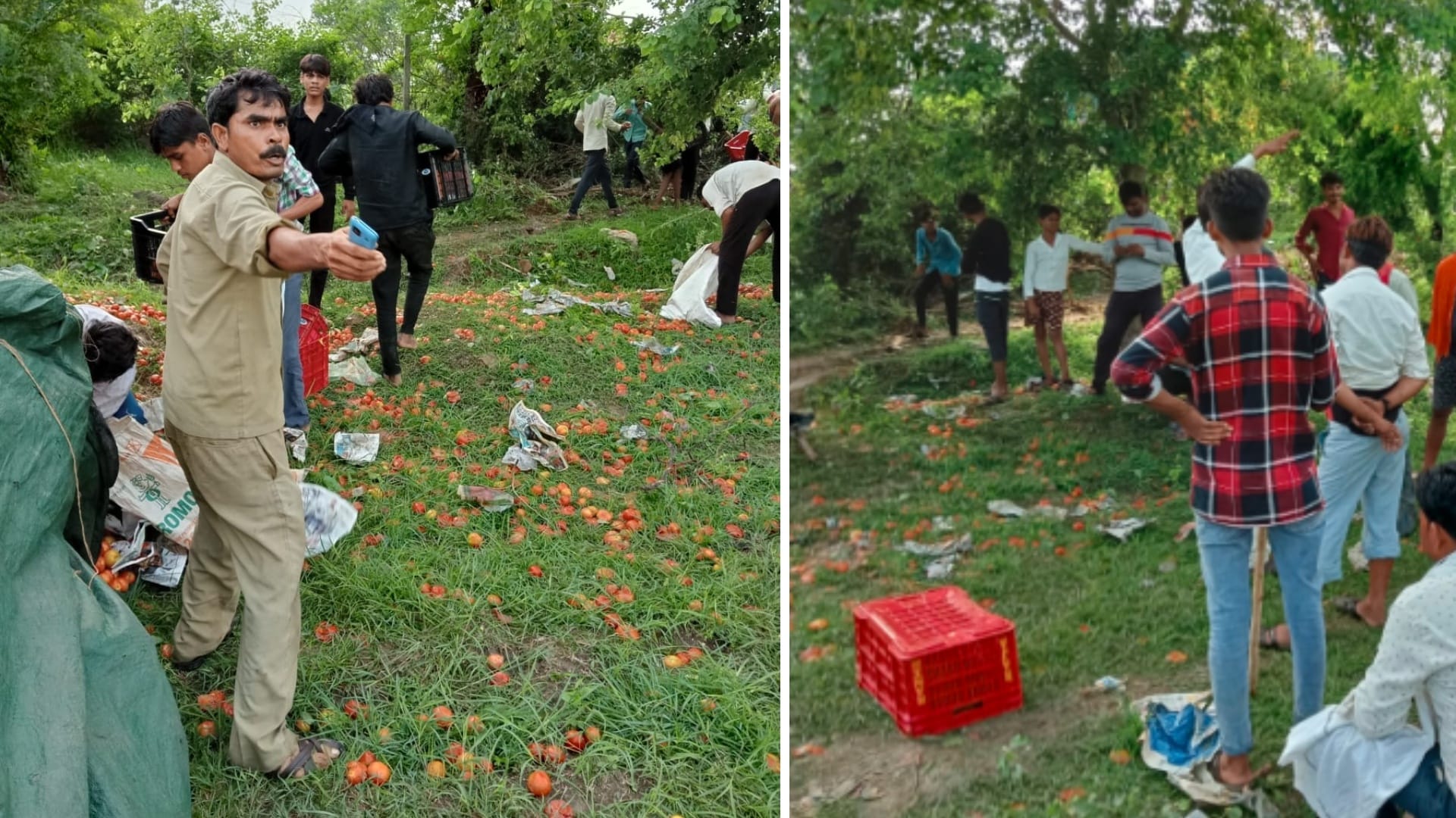 सागर में टमाटर लूटते लोग