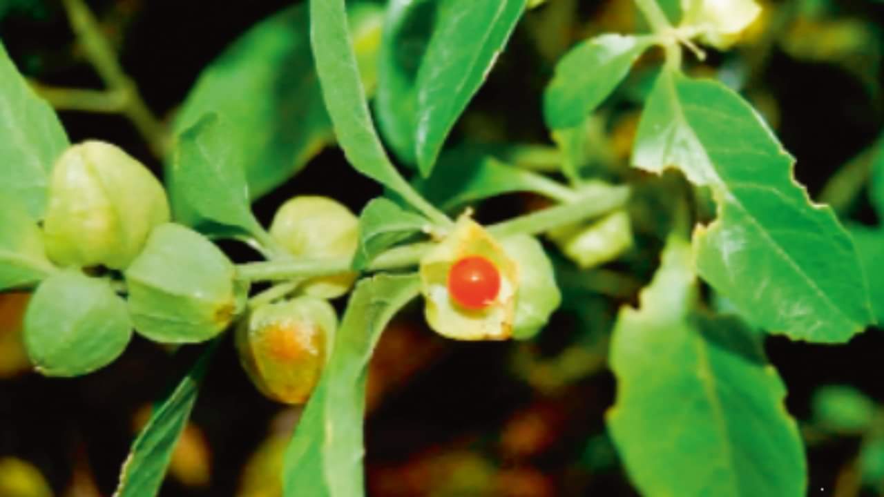 ashwagandha enhances your cognitive performance boosts brain power and eases stress