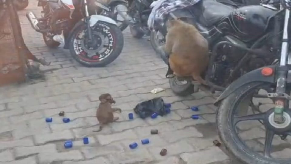 monkeys tore bag of bike such things scattered from it crowd gathered to watch police had to be called