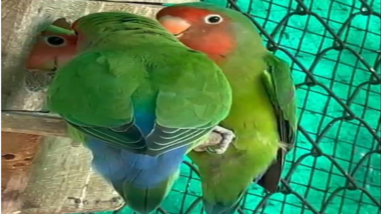 The love bird couples liked the peaceful environment at Gorakhpur Zoo