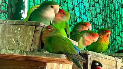 The love bird couples liked the peaceful environment at Gorakhpur Zoo