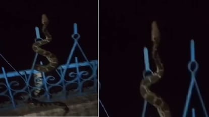 Python seen in Irrigation Department colony in Lalitpur