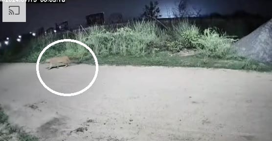 Leopard came back near the cages, panic created, now trying to catch it with the help of tranquilizer gun