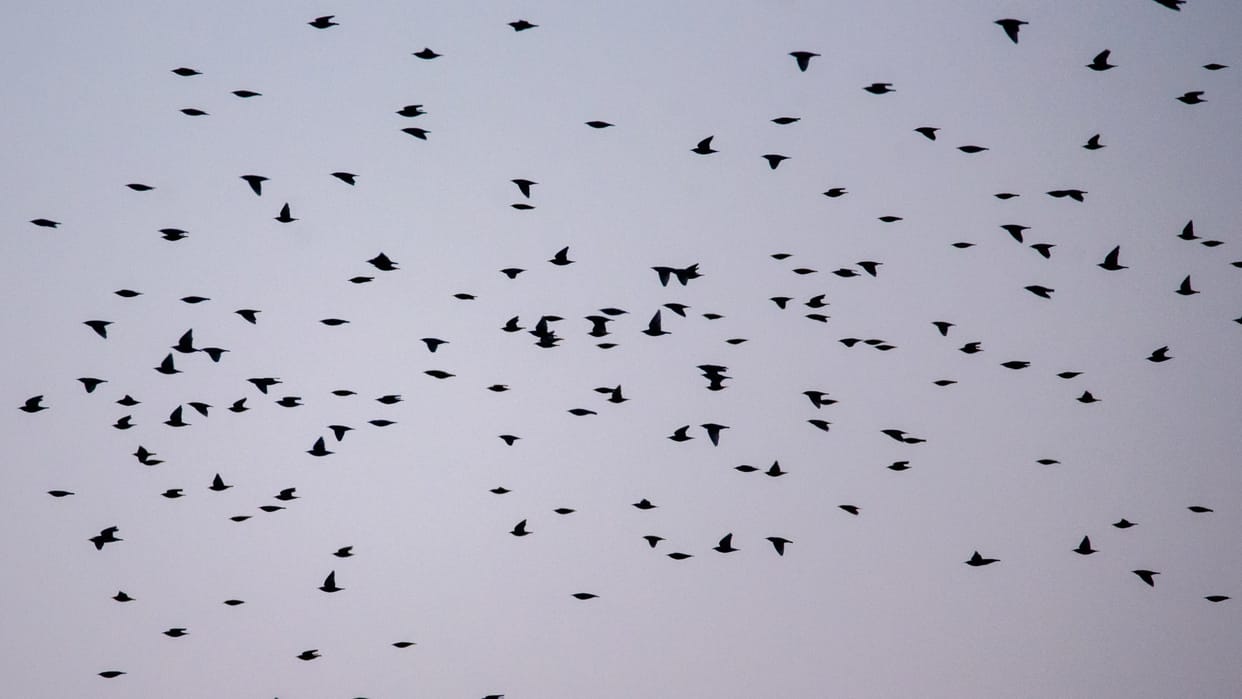 Pollinator Park is becoming a natural habitat for birds and insects in haldwani