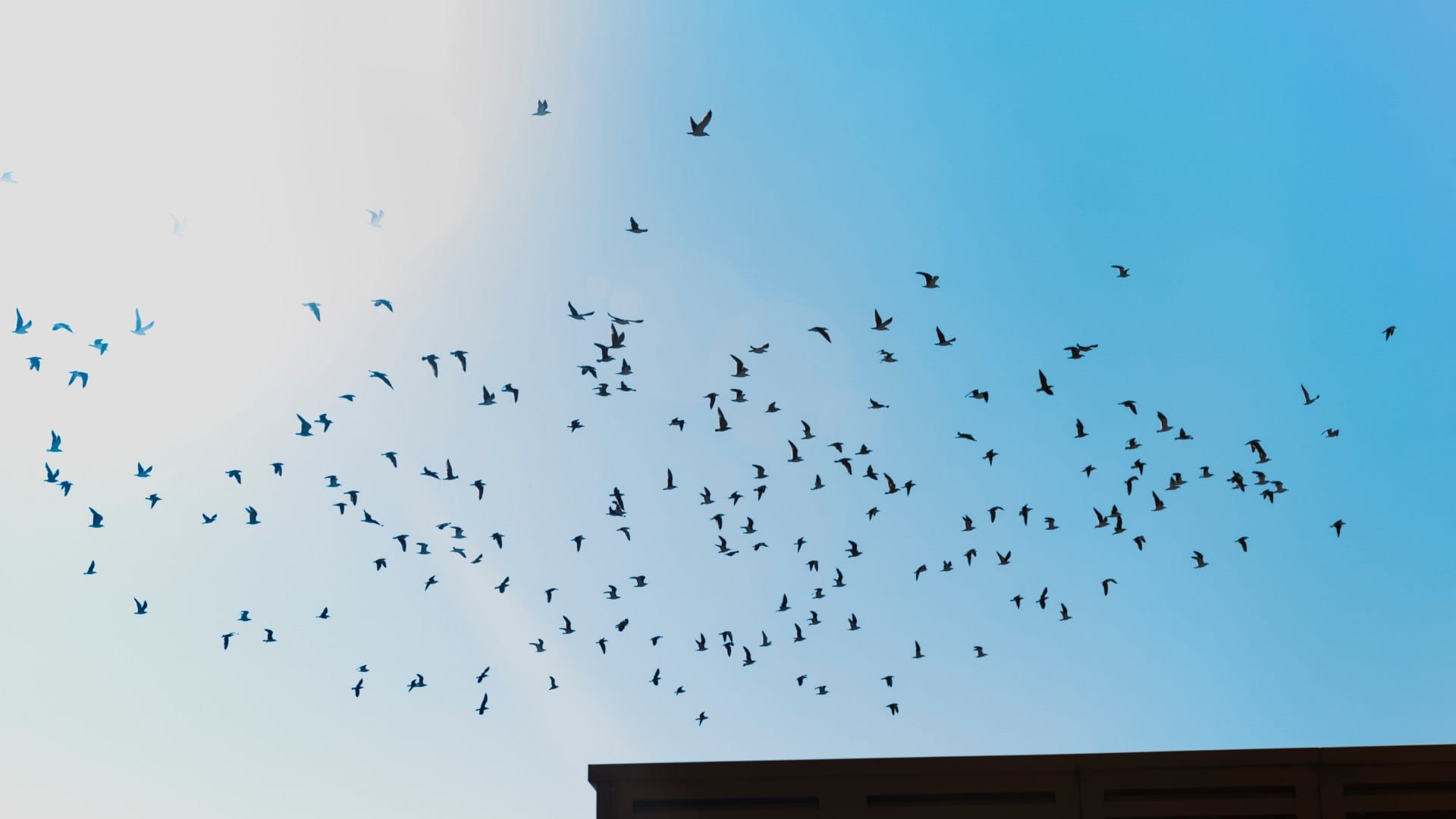 Birds Commit Suicide: mysterious jatinga village of assam where hundreds of birds commit suicide together