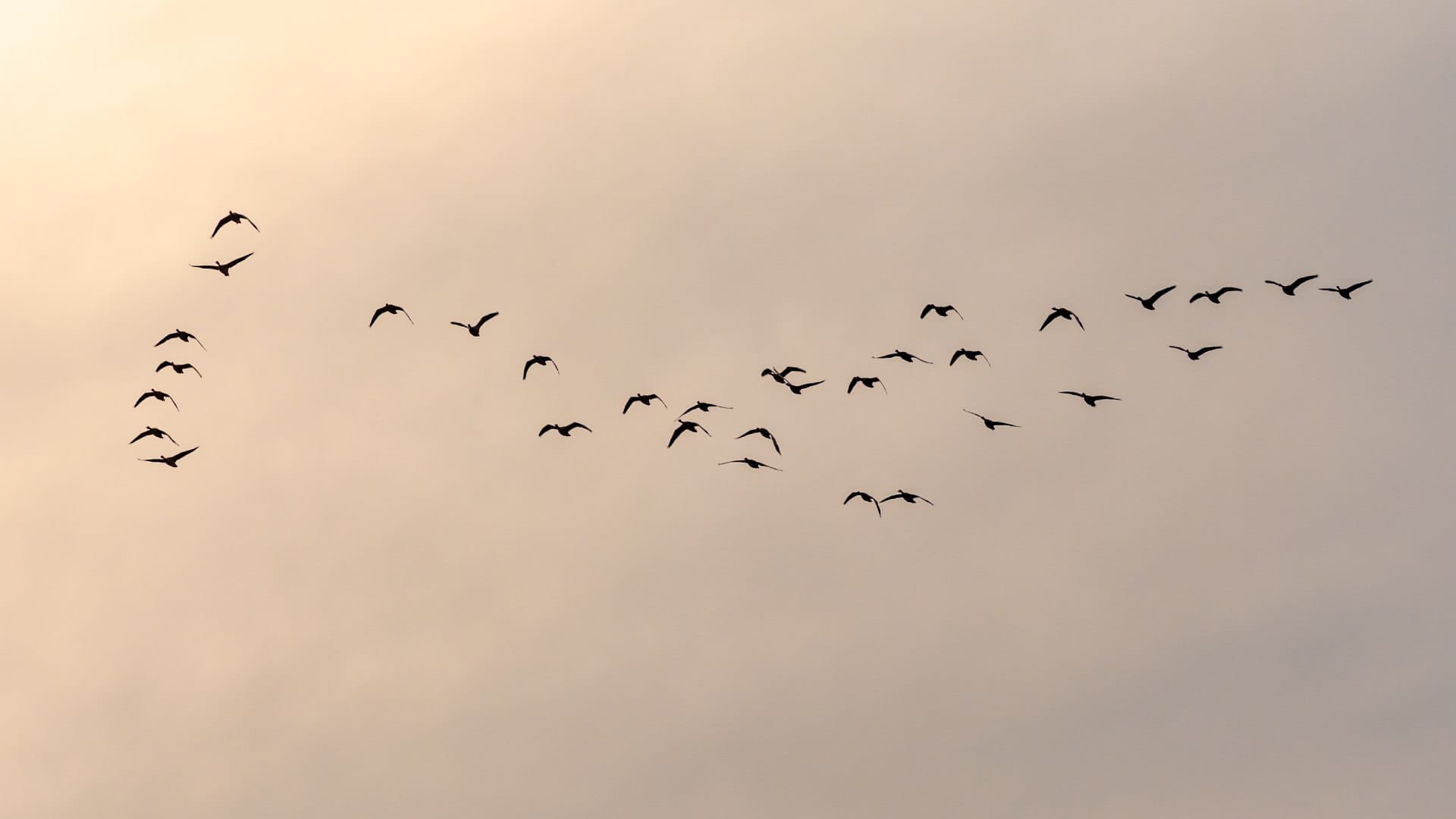 Birds Commit Suicide: mysterious jatinga village of assam where hundreds of birds commit suicide together