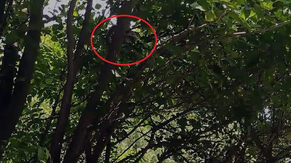 python on tree in rudrapur udham singh nagar