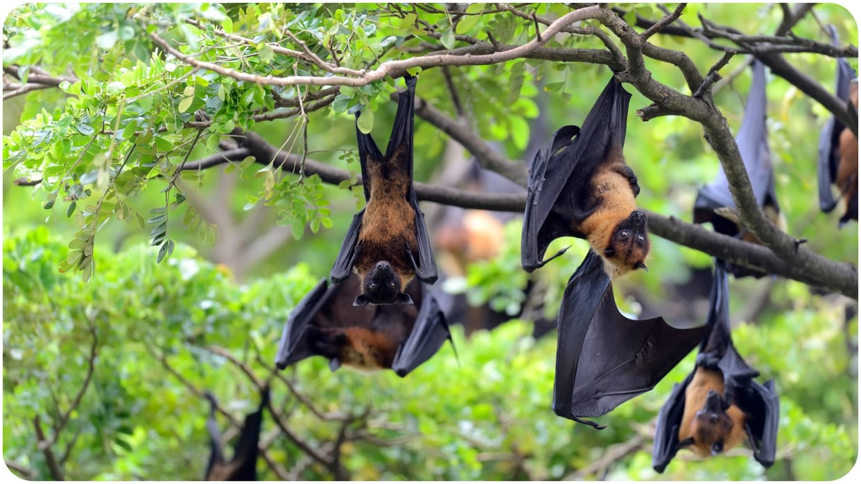 Nipah virus detected in bat samples from Kerala Malappuram district