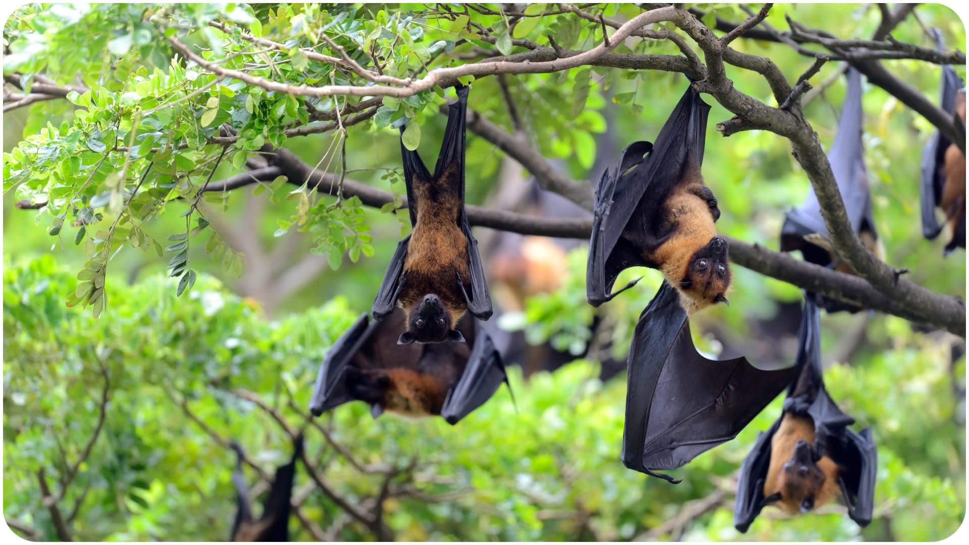 two suspected Nipah cases in Kerala know Nipah virus infection risk and details in hindi