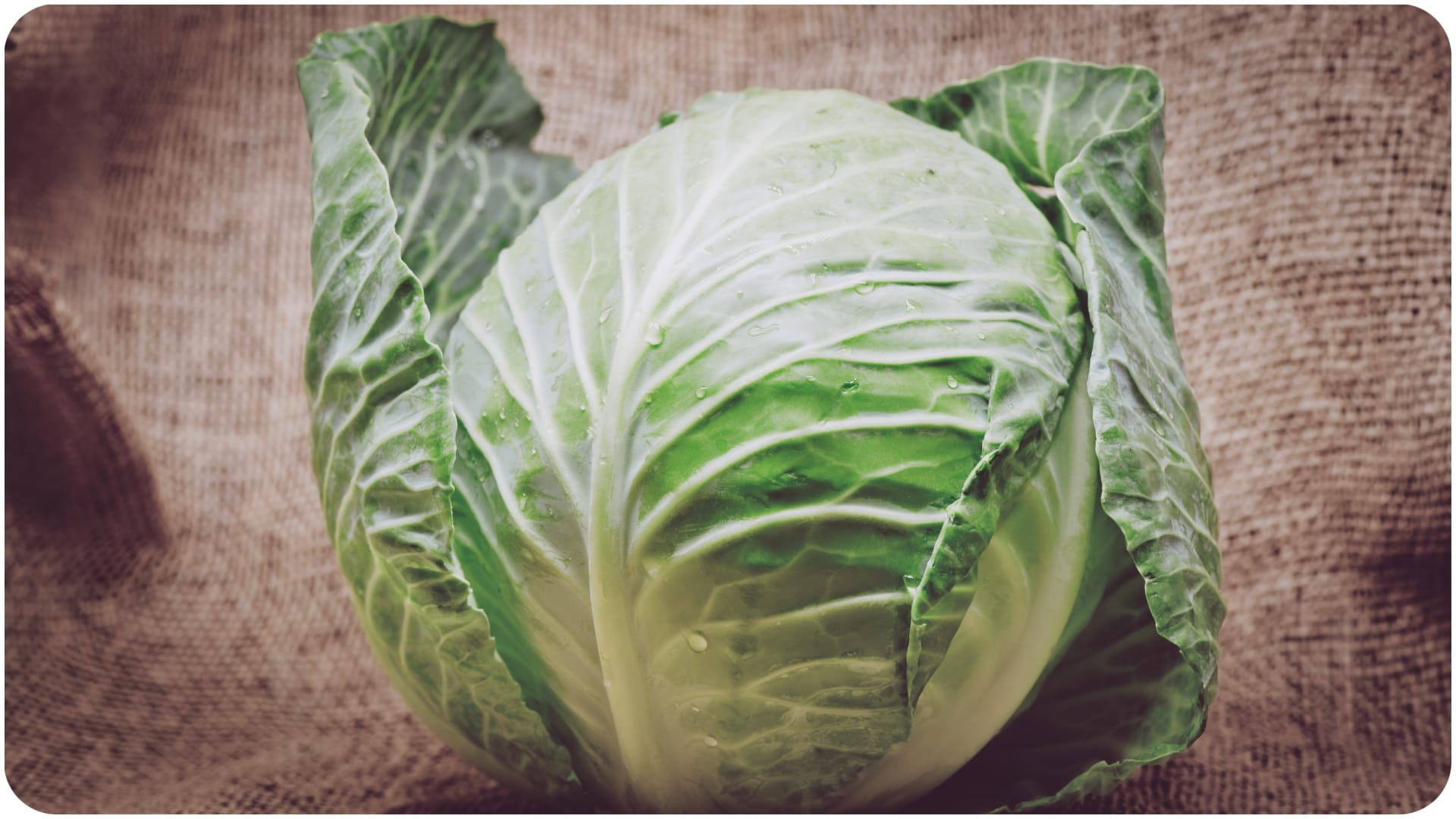 How to Remove Pests from Cabbage Naturally patta gobhi saaf karne ka sahi tarika