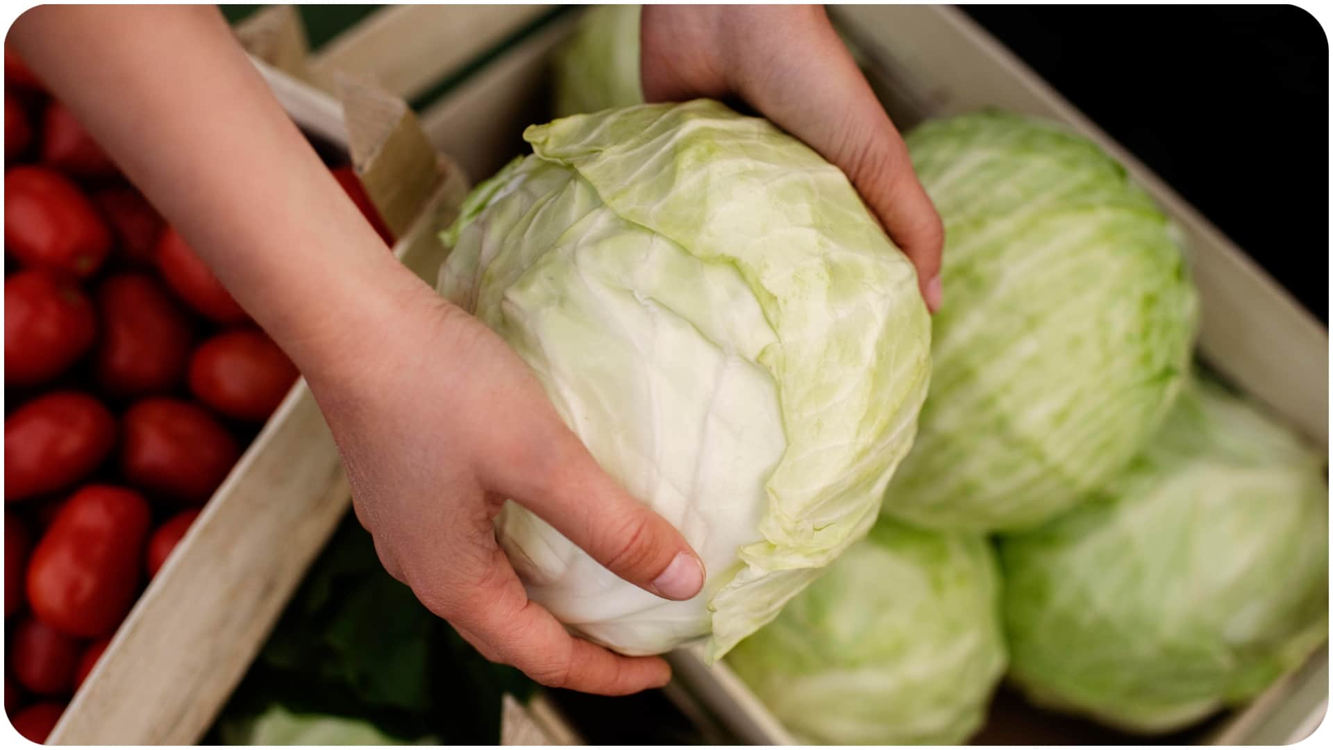 How to Remove Pests from Cabbage Naturally patta gobhi saaf karne ka sahi tarika