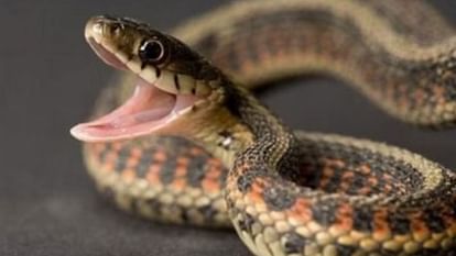 Snake Bite: कांगड़ा जिले के मनेई में सांप के काटने से शिक्षक की मौत Snake Bite Teacher dies due to snake bite in Manei of Kangra district