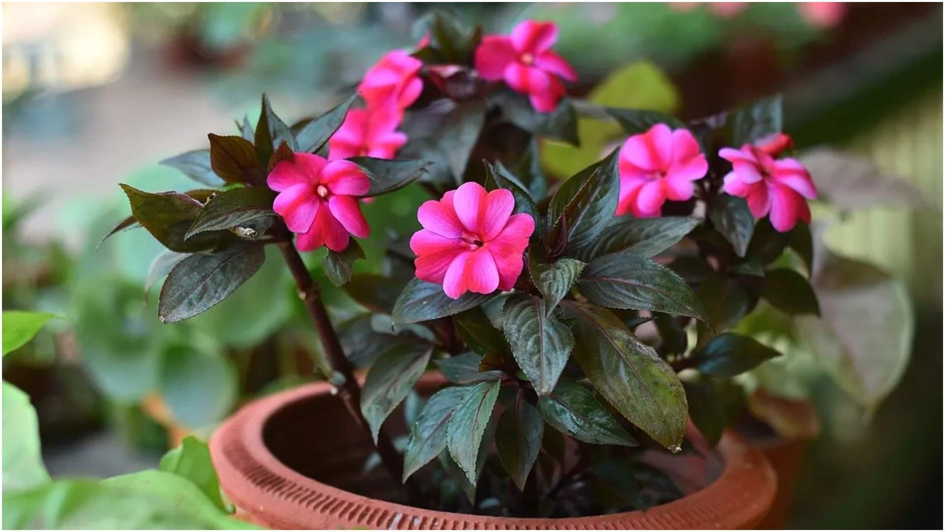 Monsoon Gardening Tips Top 5 Rainy Season Flowers Portulaca, Marigold And Ixora Plants