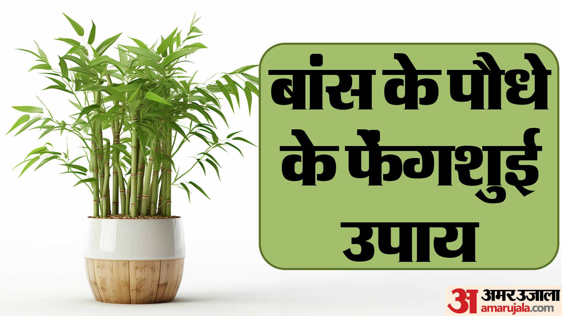 5 unique things related to Feng Shui keeping in house increases wealth in hindi
