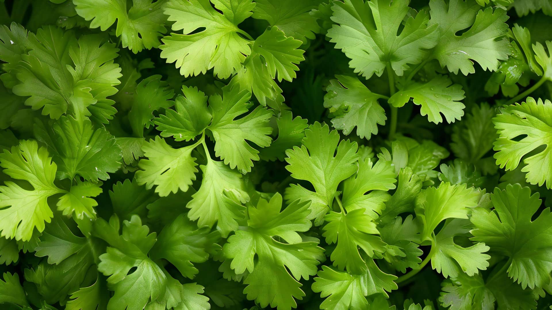 बिना फ्रिज के कैसे ताजा रखें हरा धनिया?